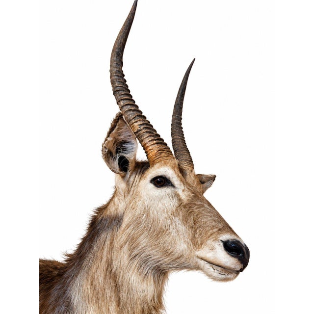 This is a decorative taxidermy African Waterbuck mount with long, striking horns, presented in a naturalistic style. It...
