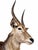 This is a decorative taxidermy African Waterbuck mount with long, striking horns, presented in a naturalistic style. It...