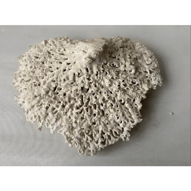 Good condition This genuine white coral piece is a true marvel of nature. Its delicate, intricate branching structure...