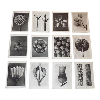 Vintage Karl Blossfeldt Extreme Closeup Botanical Photogravures - Set of 12 For Sale
