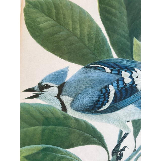 John A. Ruthven "Bluejay" Lithograph- Signed For Sale In San Francisco - Image 6 of 13