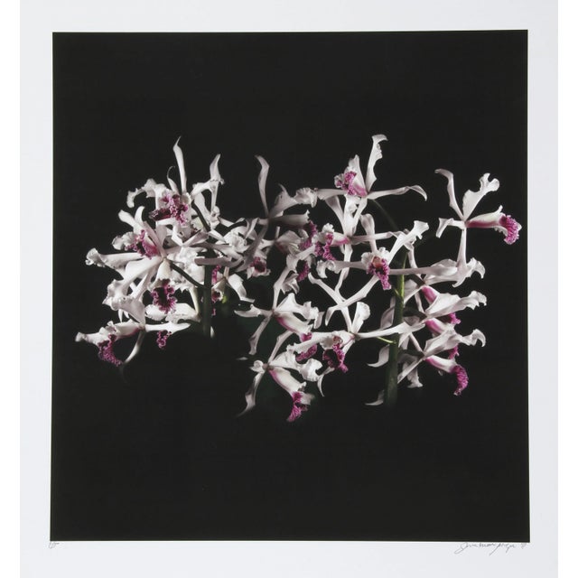 White Purple (Tube Flowers) Jonathan Singer American (1949–2019) Date: 2011 Digital Photograph on Wove Paper, signed and...