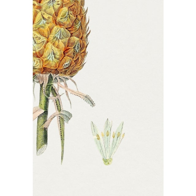Vintage Hand-Drawn Pineapple, Botanical Art Print Reproduction, 32" X 48" For Sale - Image 10 of 10