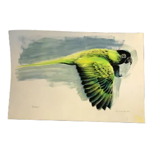Contemporary Original Anna Heigh Parrot Illustration Watercolor Painting Signed