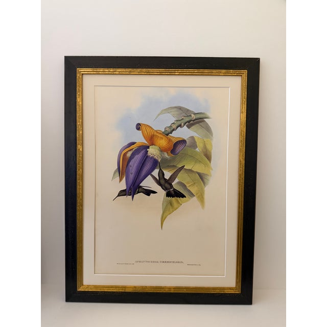 1990s Framed Print, Sombre Hummingbird Hummingbird (Plate 54- Hill House Edition) Reproduction Print After John Gould For Sale - Image 9 of 9
