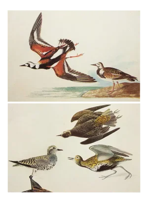 1966 Vintage Cottage Print "Golden Plover & Turn-Stone" After John James Audubon