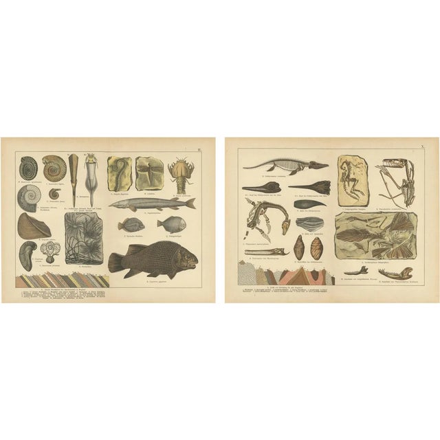 Ammonites, Ichthyosaurus and Archaeopteryx, 1880, Paper, Set of 2 For Sale