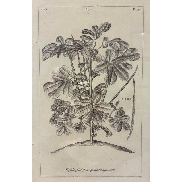 An elegant botanical print depicting *Cassia siliqua quadrangularis*, presented in the distinguished tradition of...