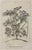 An elegant botanical print depicting *Cassia siliqua quadrangularis*, presented in the distinguished tradition of...