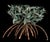 Triple Mangrove Candelabra For Sale - Image 4 of 11