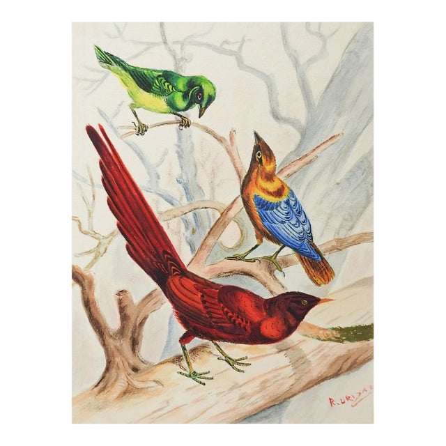 Vintage Bird Study Watercolor Painting For Sale