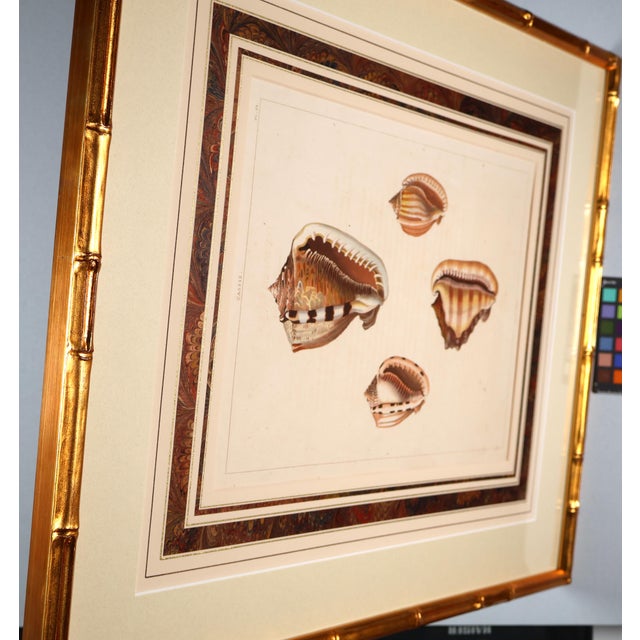 Original Perry Shell Collection From 1811 Set of 6 Framed in Bamboo For Sale - Image 11 of 11