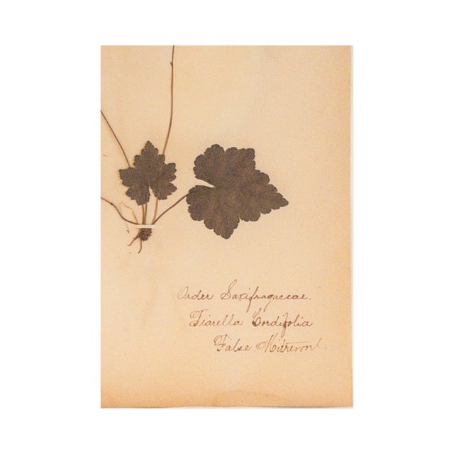 Antique Herbarium - Foamflower, Circa 1890 - 2015 For Sale - Image 4 of 5