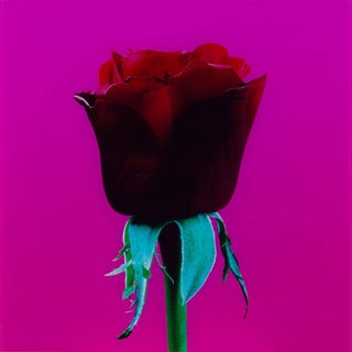 Elisabeth Montagnier, Untitled, Red Rose #1 For Sale