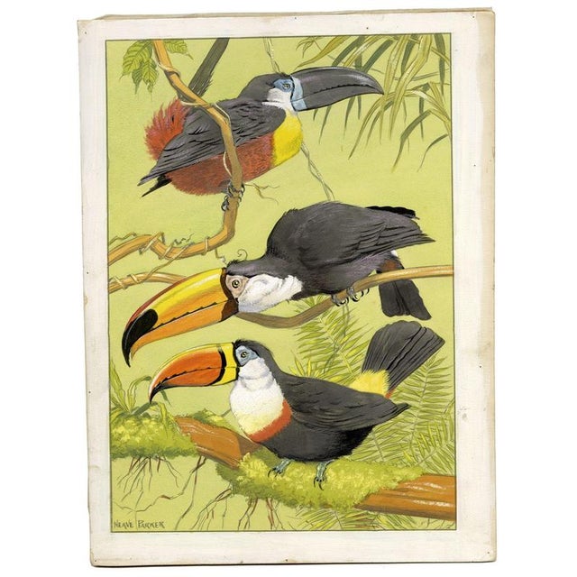 William Neave Parker, Toucan Birds, 1950s, Paper For Sale - Image 3 of 9