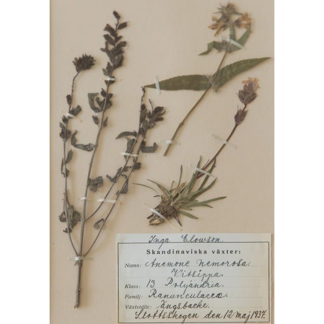 Wood Custom Framed Antique Dutch Herbarium Botanical Specimens - Set of Two For Sale - Image 7 of 9