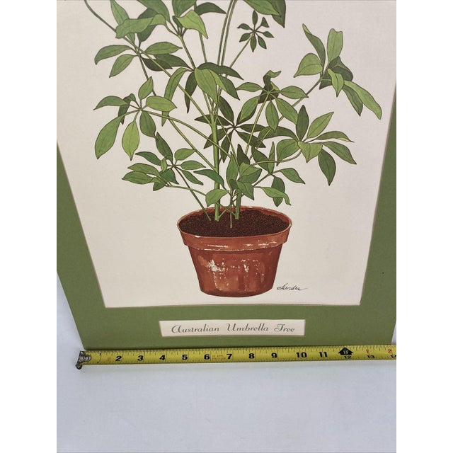 Mid-Century Modern VTG Schefflera Umbrella Tree Art Print by Sandra - 18" Matted Litho For Sale - Image 3 of 9