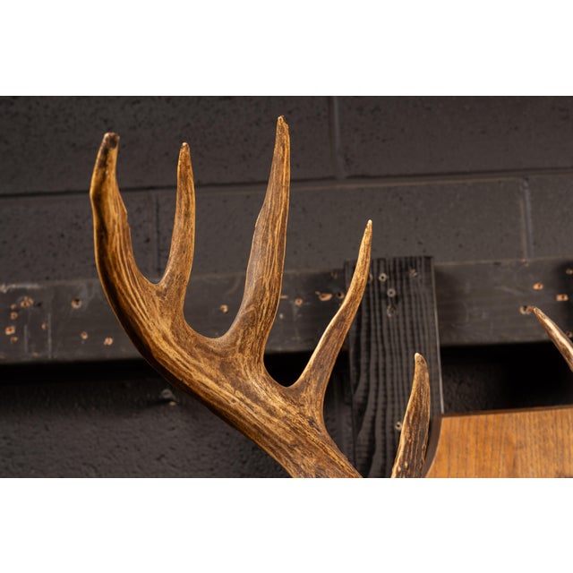 Rustic White Tailed Deer Buck Taxidermy Shoulder Mount For Sale - Image 3 of 9