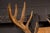 Rustic White Tailed Deer Buck Taxidermy Shoulder Mount For Sale - Image 3 of 9