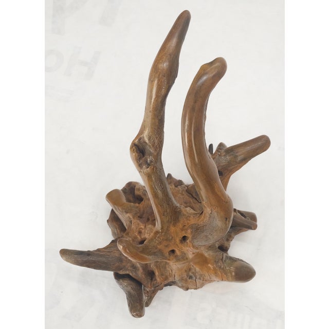 Wood Large 25" Tall Artist Signed Driftwood Root Burl Wood Natural Sculpture For Sale - Image 7 of 12