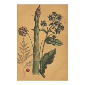 1860's French Chromolithograph Vegetable-Asparagus Botanical, Matted