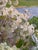 A signed oil painting dated 1977 of Flowering Fruit Trees by the River. A scenic river landscape with blooming fruit trees...