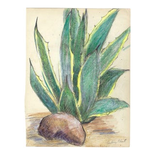 1940s Grace Spongberg Century Plant Drawing For Sale