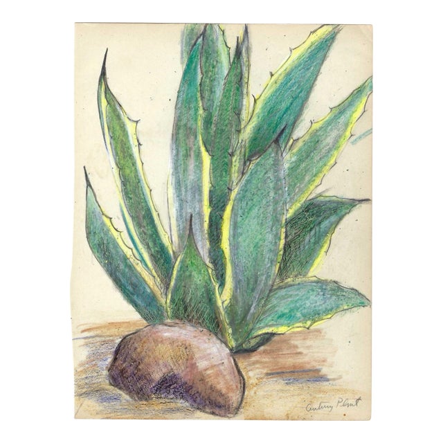 1940s Grace Spongberg Century Plant Drawing For Sale