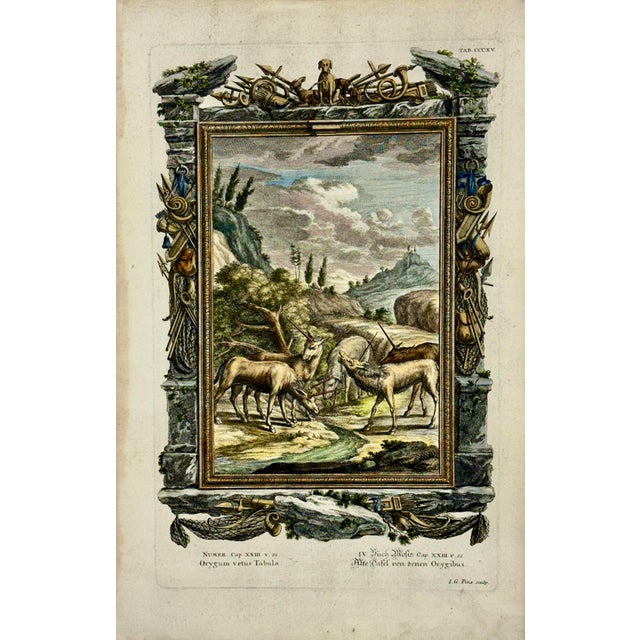 Original hand colored antique copperplate engraving, specifically Plate CCCXV from Johann Jakob Scheuchzer's multi-volume...