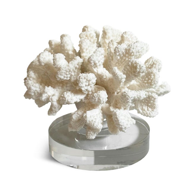 Elegant coastal decorative object featuring a unique white faux coral formation beautifully presented on a sleek, crystal-...