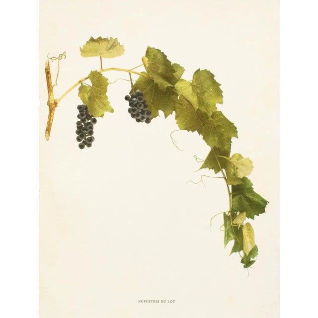 A magnificent original antique photogravure (print) of Rupestris Du Lot Grapes by Ulysses Prentiss Hedrick (1870-1951)....