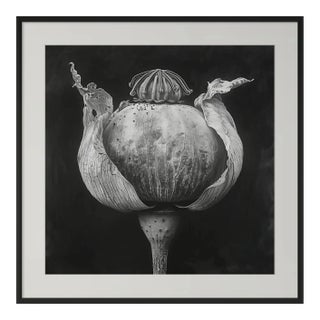 'Poppy Pod Head' No. 5 - Black and White Botanical Floral Photography Print / Karl Blossfeldt For Sale