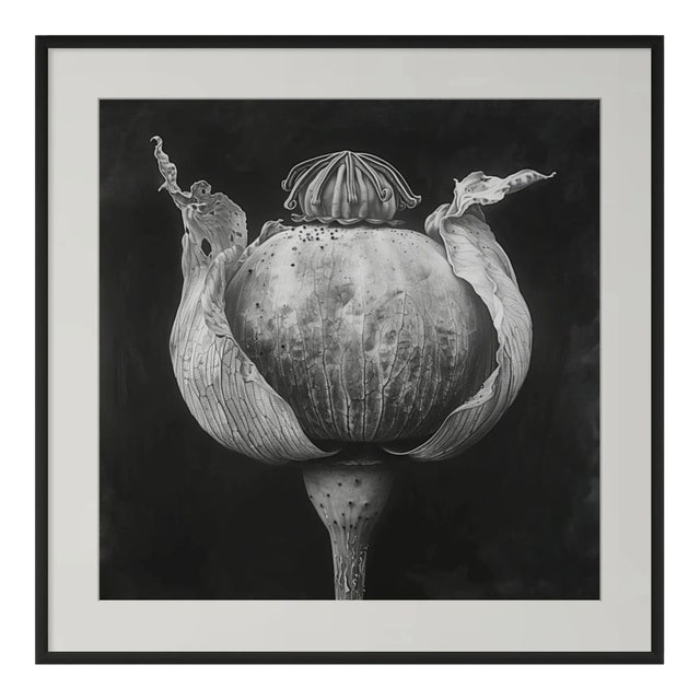 'Poppy Pod Head' No. 5 - Black and White Botanical Floral Photography Print / Karl Blossfeldt For Sale