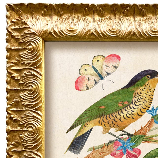 Various Artists Reproduction Vintage Birds and Butterflies Art Print (Bird#2), Framed For Sale - Image 4 of 5