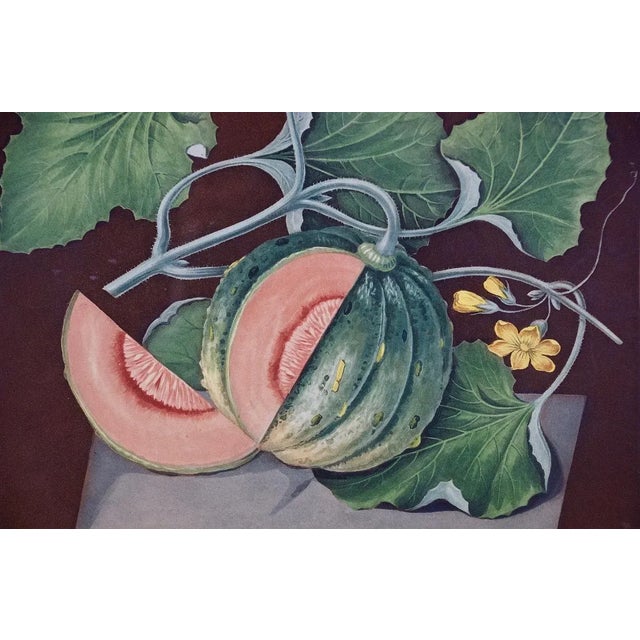 "Amicua Melon" Hand Finished Color Engraving by George Brookshaw , 1812 For Sale - Image 4 of 7