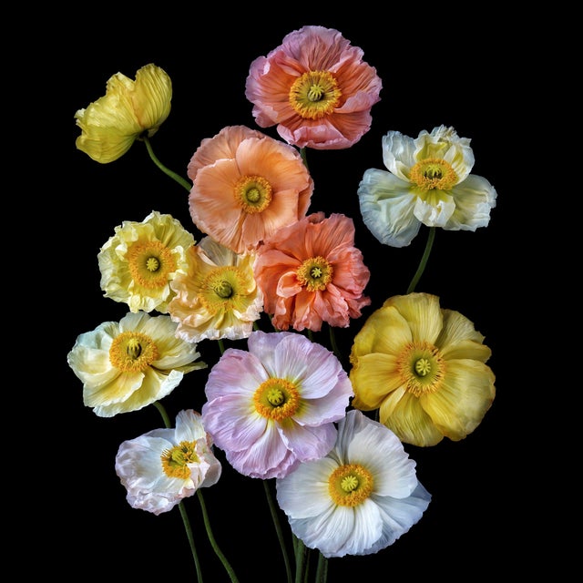 Photographic Botanical Print, “Papaver Soiree” by Artist Debi Shapiro For Sale
