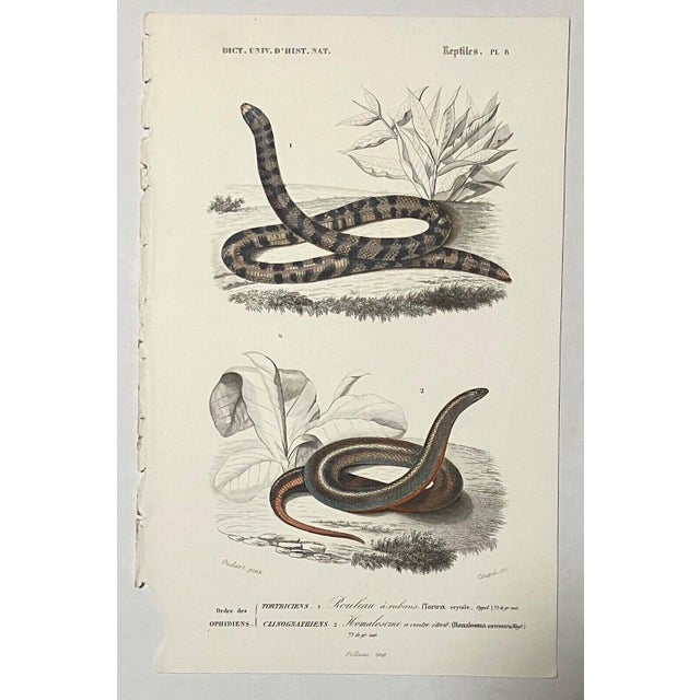 Up for sale is this antique hand-colored engraving from Charles D'Orbigny's "Dictionnaire Universel d'Histoire Naturelle",...