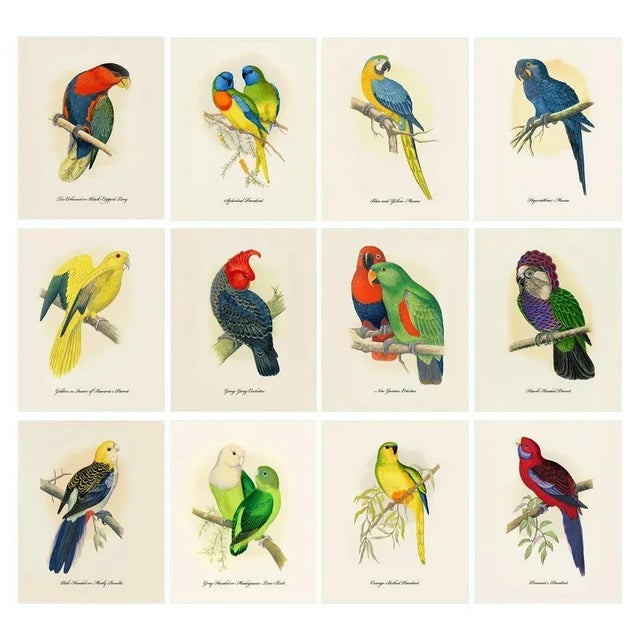 After 1884 Alexander Francis Lydon, Parrot Reproduction - Set of 12 ...