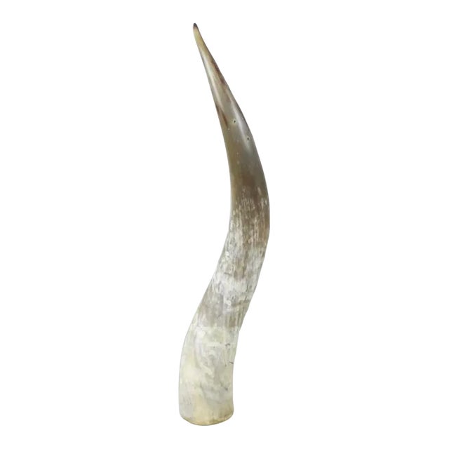 1990s Lucite Mounted Steer Horn For Sale