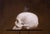 Warhead by Zack Zdrale | Oil on panel Skull with a toy soldier on top. For Sale