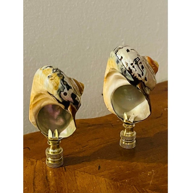 Gorgeous pair of brown mother of pearl polished turbo sea shells on bronze bases as lamp finials.