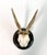 Vintage German Roe Deer Antlers For Sale - Image 4 of 5