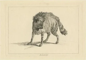 After Jean-Baptiste Oudry, Eurasian Lynx, Etching, 1740