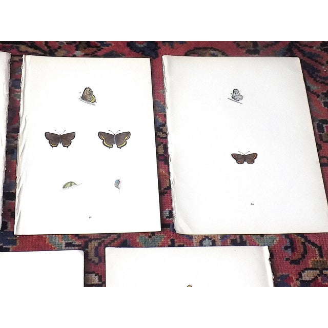 Authentic Antique 19th Century Hand Colored Butterfly Lithographs - Set of 13 For Sale - Image 4 of 9