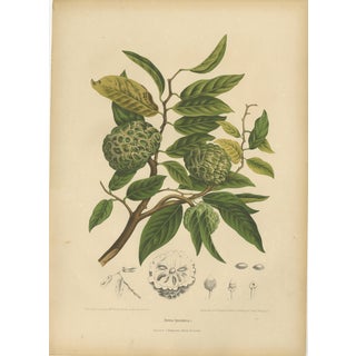 Hoola van Nooten, Sugar Apple Botanical, 1880, Chromolithograph For Sale