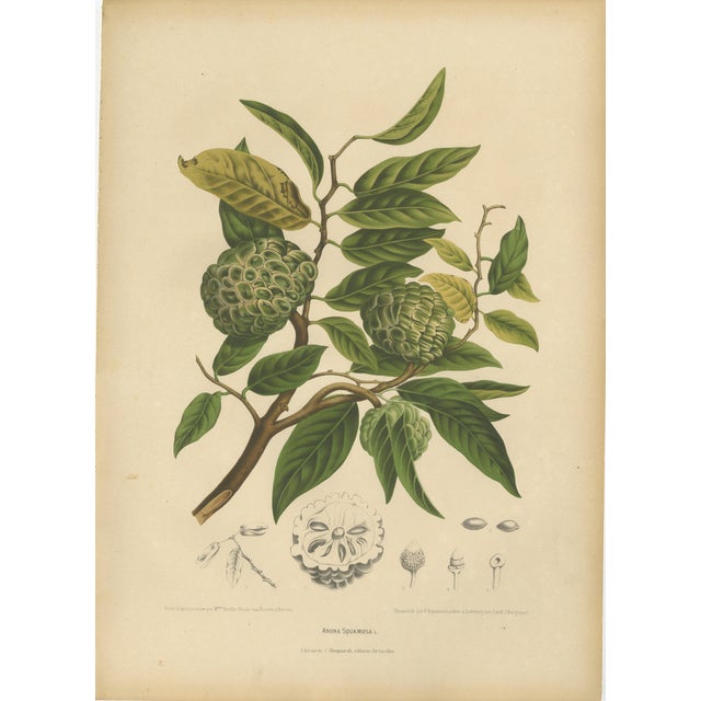Hoola van Nooten, Sugar Apple Botanical, 1880, Chromolithograph For Sale