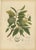 Hoola van Nooten, Sugar Apple Botanical, 1880, Chromolithograph For Sale