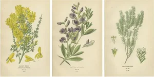Edward Step, Botanical Triptych, 1896, Paper, Set of 3