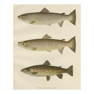 V. C. E. Björncrants, and W. V. Wright, Brown Trouts, 1895, Lithograph on Paper For Sale