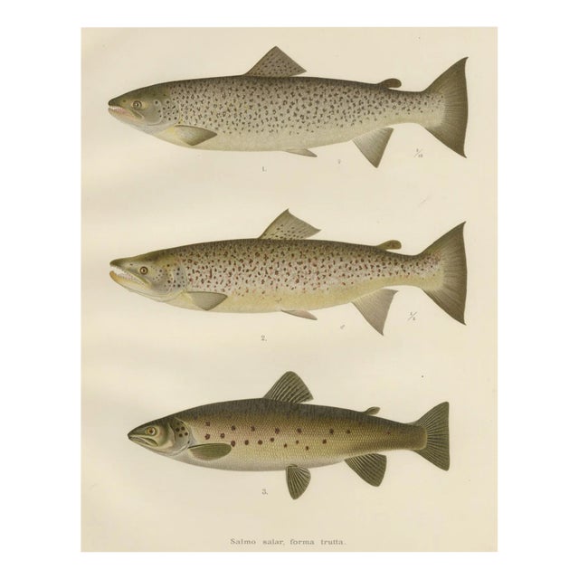 V. C. E. Björncrants, and W. V. Wright, Brown Trouts, 1895, Lithograph on Paper For Sale